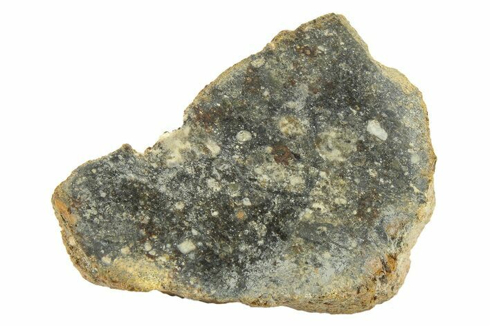 Polished Howardite Meteorite Section ( g) - Bechar #286940